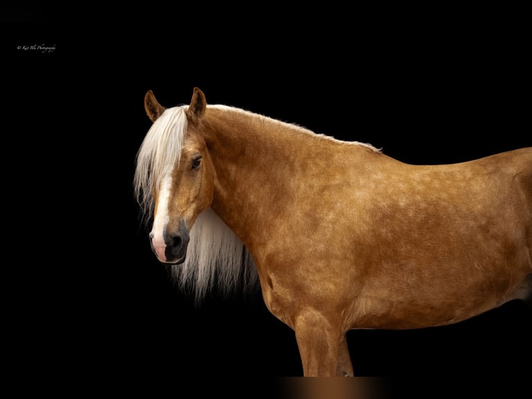 Quarter horse américain Croisé Hongre 7 Ans 165 cm Palomino in Grand Island, NE