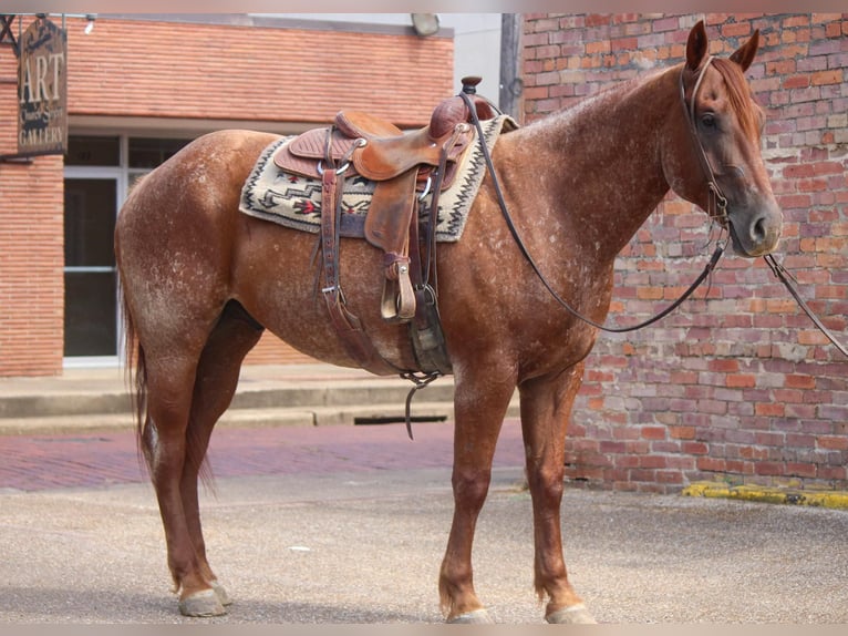 Quarter horse américain Hongre 7 Ans 165 cm Rouan Rouge in Rusk TX