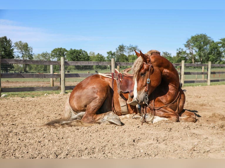 Quarter horse américain Hongre 7 Ans 170 cm Alezan brûlé in Howell, MI