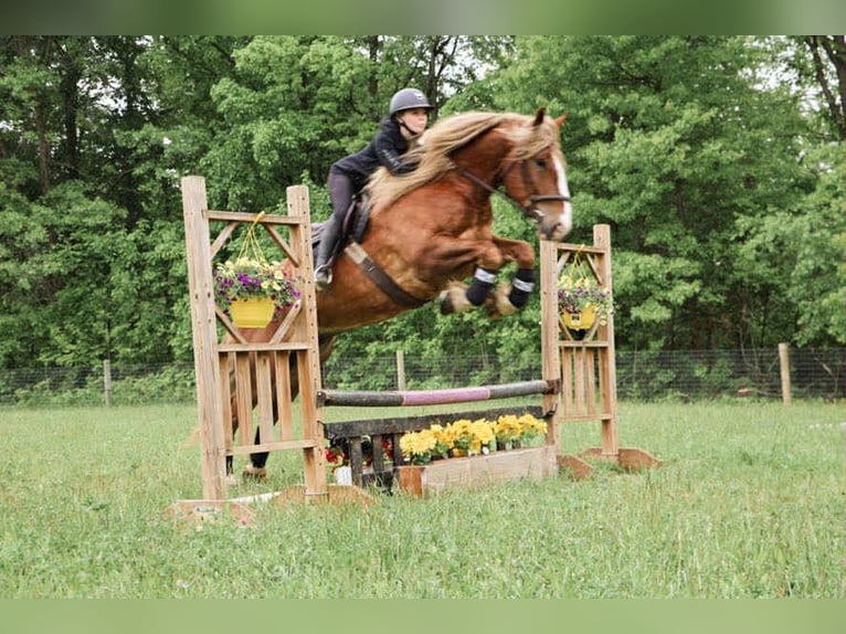 Quarter horse américain Hongre 7 Ans 170 cm Alezan brûlé in Howell, MI