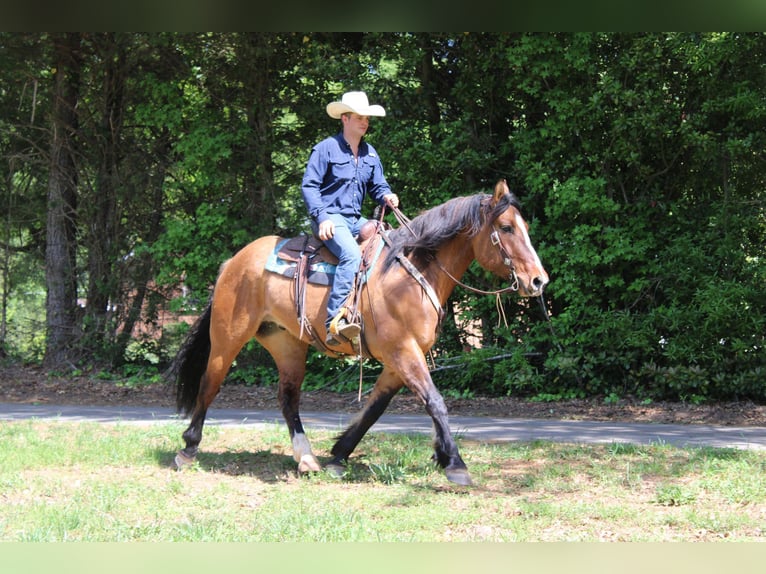 Quarter horse américain Hongre 7 Ans 170 cm Isabelle in Charlotte NC