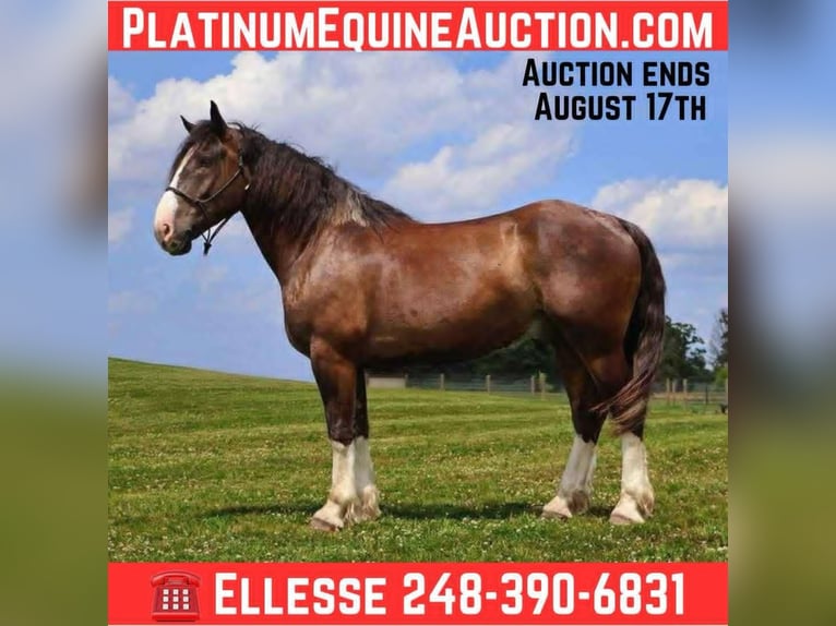 Quarter horse américain Hongre 7 Ans 173 cm Bai cerise in Howell