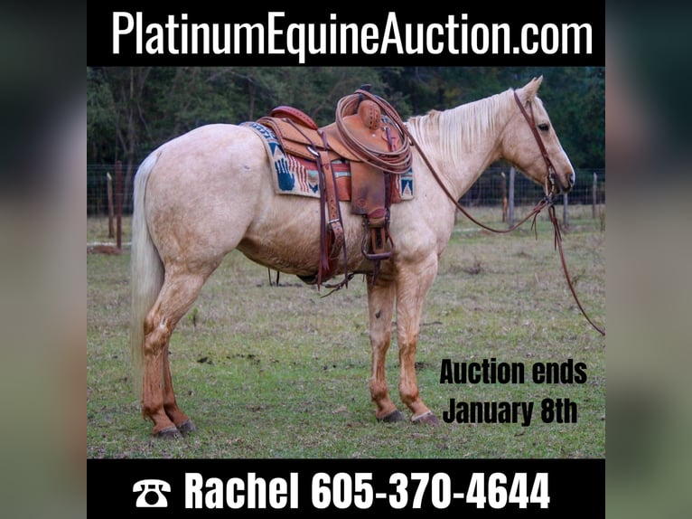 Quarter horse américain Hongre 7 Ans 173 cm Palomino in RUSK TX