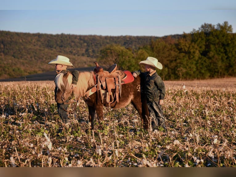 Quarter horse américain Hongre 7 Ans 94 cm Bai in Huntland Tn