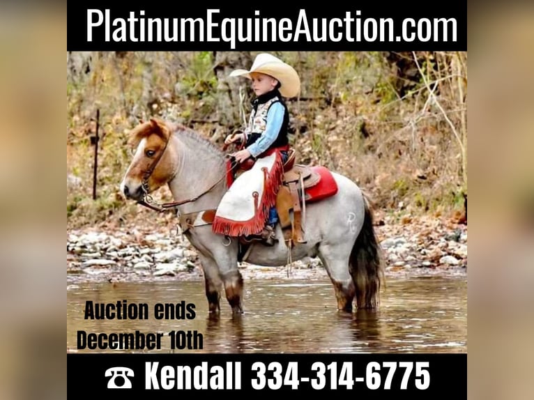 Quarter horse américain Hongre 7 Ans 99 cm Rouan Rouge in Huntland, TN