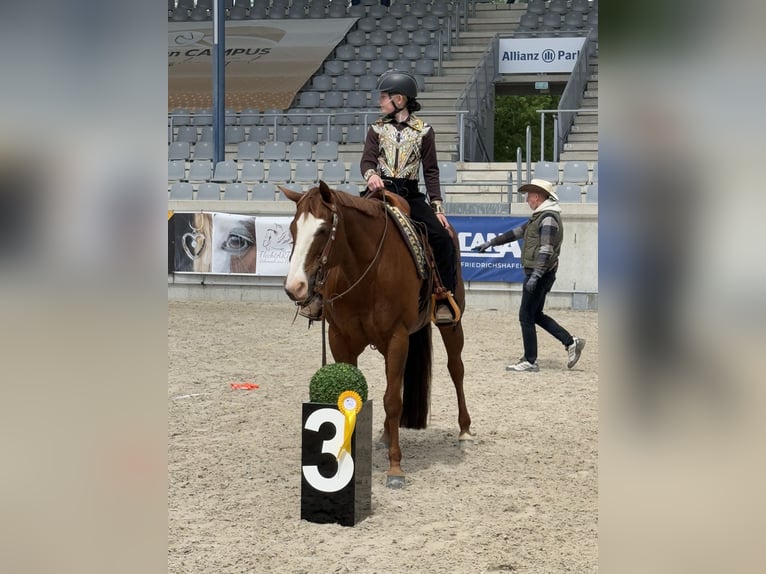 Quarter horse américain Hongre 7 Ans Alezan brûlé in Hennef