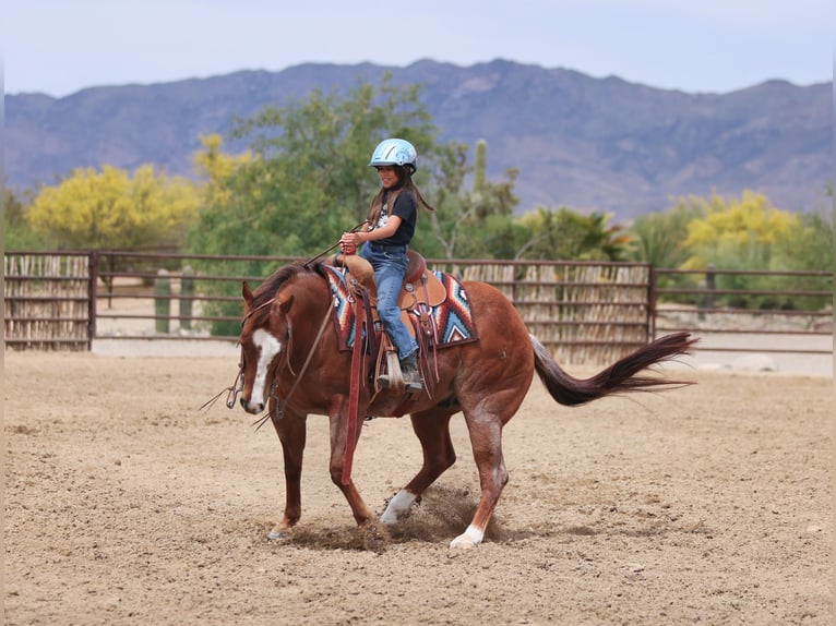Quarter horse américain Hongre 7 Ans Alezan brûlé in East Helena