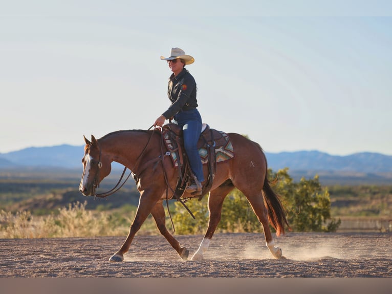 Quarter horse américain Hongre 7 Ans Alezan brûlé in East Helena