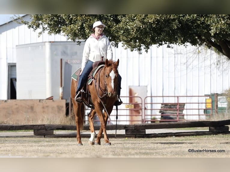 Quarter horse américain Hongre 7 Ans Alezan brûlé in Weatherford TX