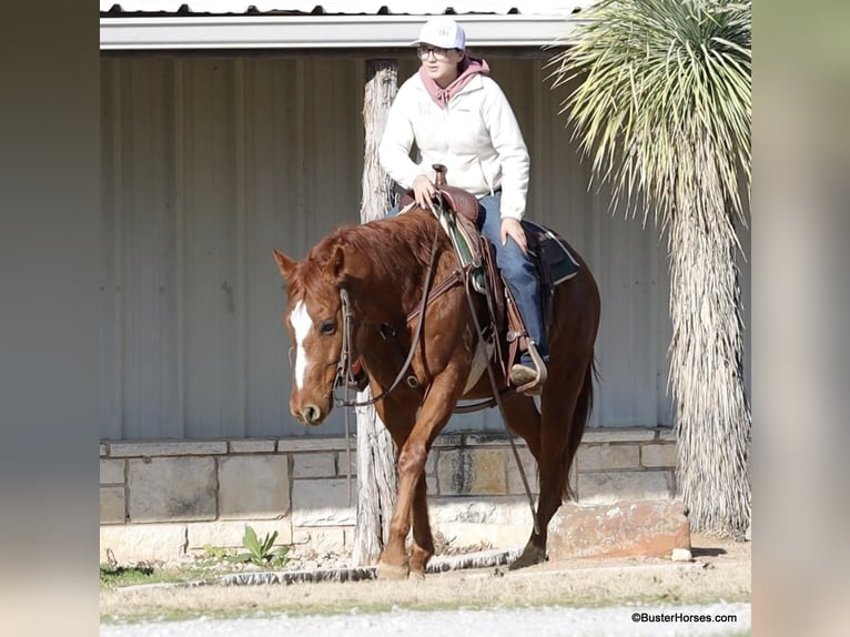 Quarter horse américain Hongre 7 Ans Alezan brûlé in Weatherford TX