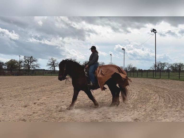 Quarter horse américain Hongre 7 Ans Alezan brûlé in Weatherford TX