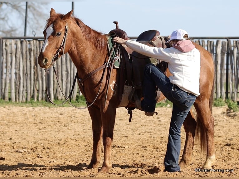 Quarter horse américain Hongre 7 Ans Alezan brûlé in Weatherford TX