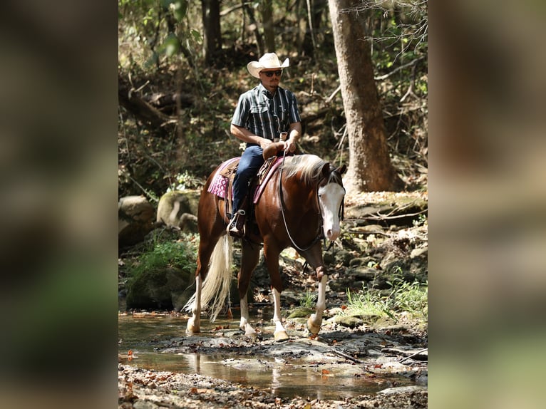 Quarter horse américain Hongre 7 Ans Alezan cuivré in Buffalo