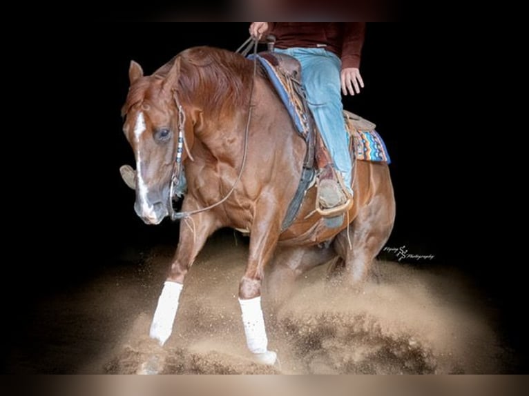 Quarter horse américain Hongre 7 Ans Alezan cuivré in Sedalia