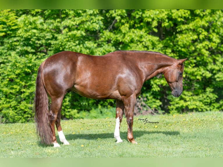 Quarter horse américain Hongre 7 Ans Alezan cuivré in Sedalia