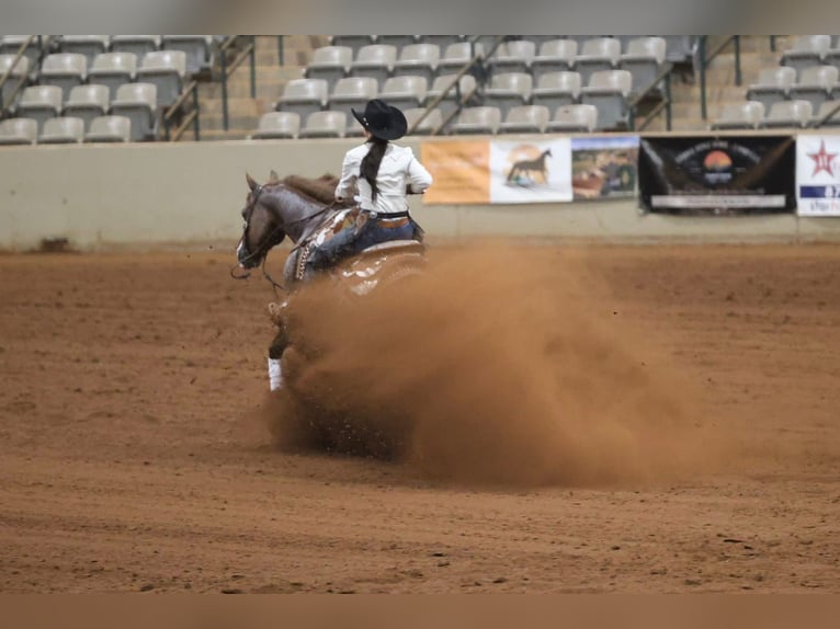Quarter horse américain Hongre 7 Ans Alezan cuivré in Wayne