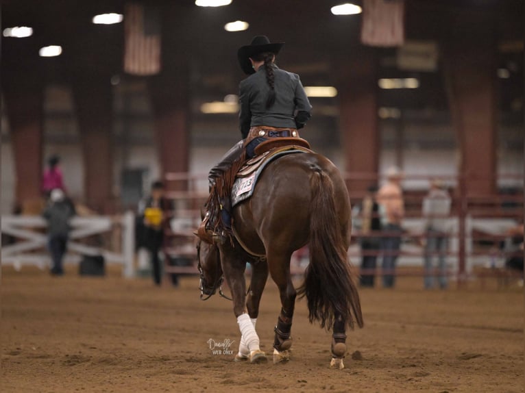 Quarter horse américain Hongre 7 Ans Alezan cuivré in Wayne