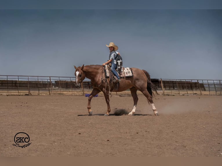 Quarter horse américain Hongre 7 Ans Alezan cuivré in Canyon