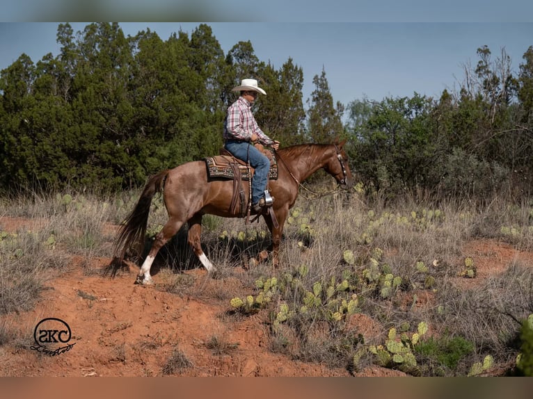 Quarter horse américain Hongre 7 Ans Alezan cuivré in Canyon