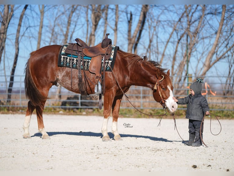Quarter horse américain Hongre 7 Ans Alezan cuivré in Independence