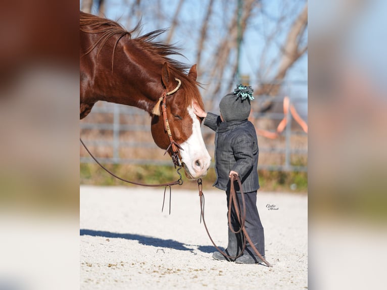 Quarter horse américain Hongre 7 Ans Alezan cuivré in Independence