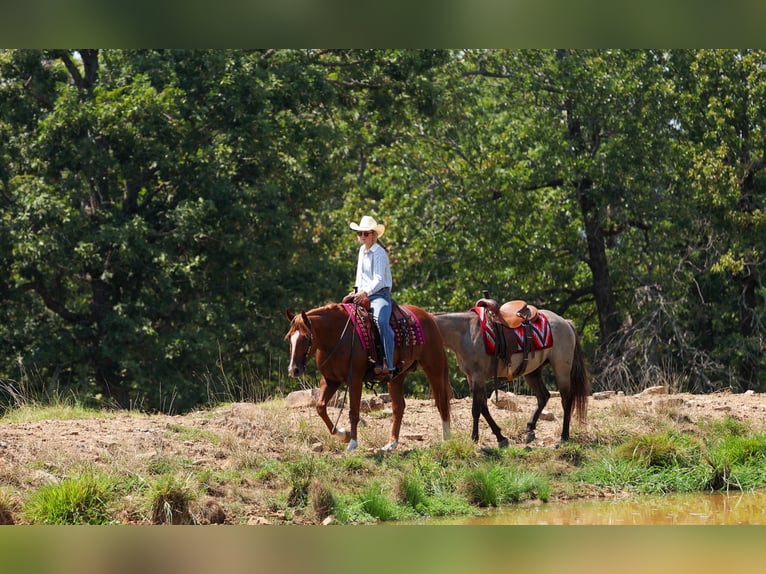 Quarter horse américain Hongre 7 Ans Alezan cuivré in Quitman