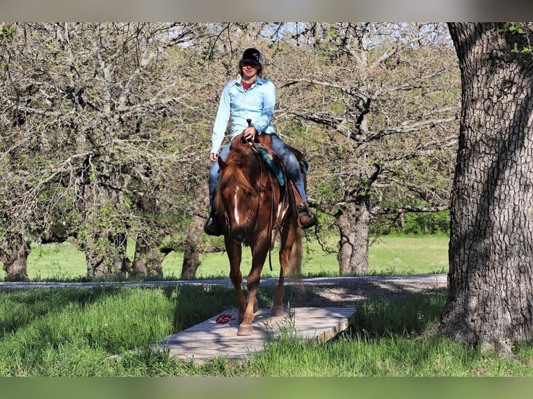 Quarter horse américain Hongre 7 Ans Alezan cuivré in Jacksboro, TX