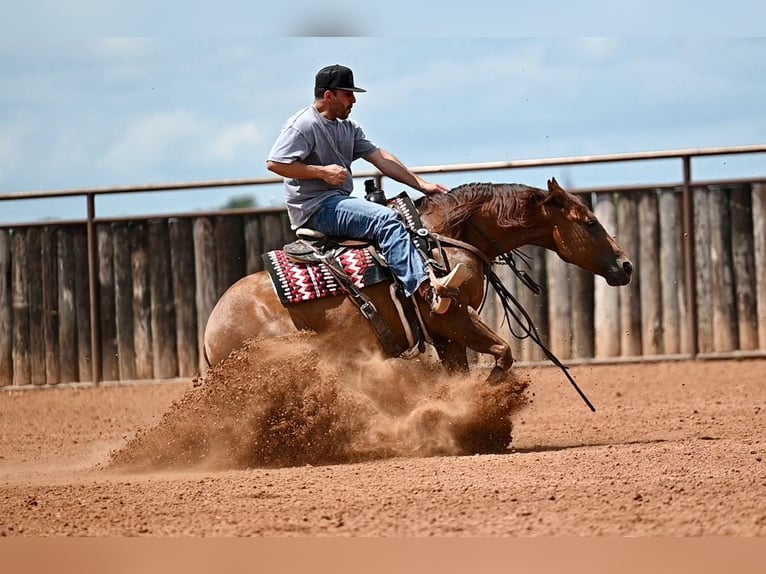 Quarter horse américain Hongre 7 Ans Alezan cuivré in Waco