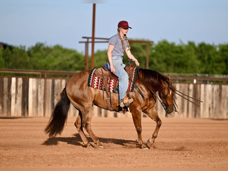 Quarter horse américain Hongre 7 Ans Alezan cuivré in Waco