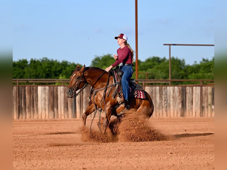 Quarter horse américain Hongre 7 Ans Alezan cuivré in Waco