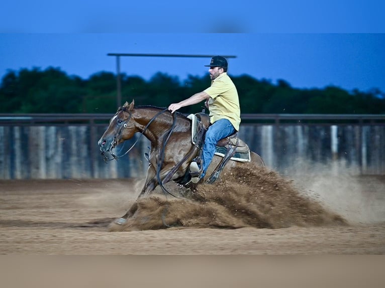 Quarter horse américain Hongre 7 Ans Alezan cuivré in Waco