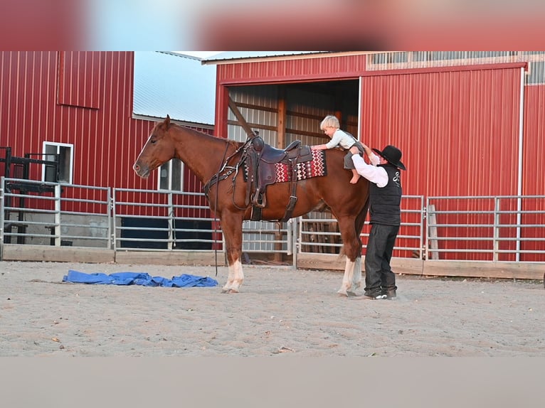 Quarter horse américain Hongre 7 Ans Alezan cuivré in Fairbanks IA