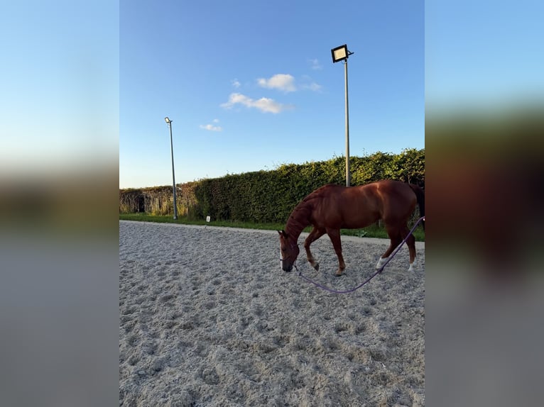 Quarter horse américain Hongre 7 Ans Alezan cuivré in Edam