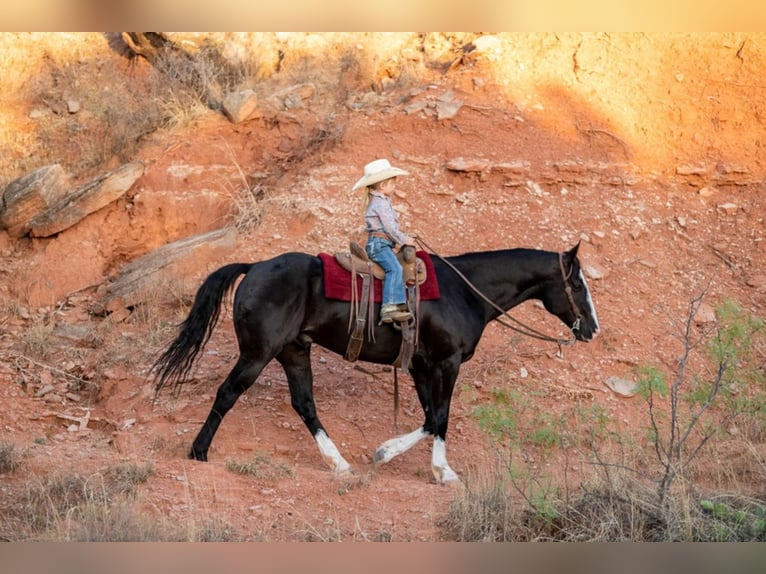 Quarter horse américain Hongre 7 Ans Bai cerise in Canyon TX