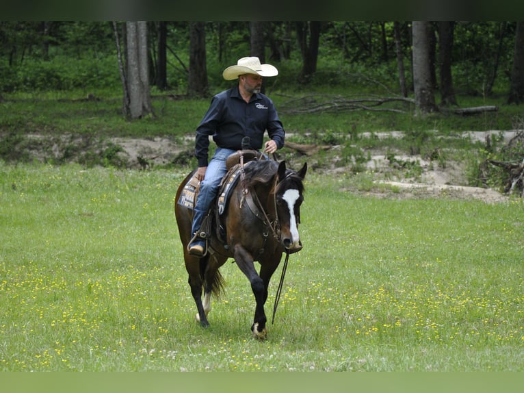 Quarter horse américain Hongre 7 Ans Bai cerise in Amory