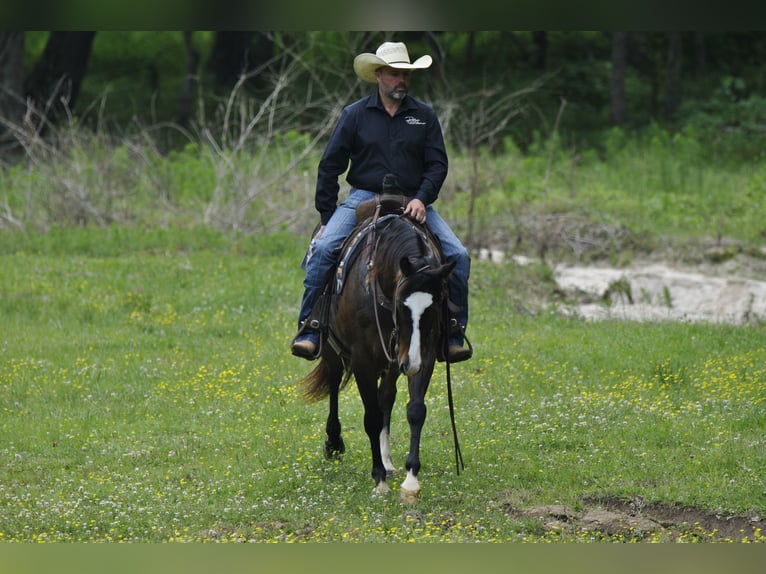 Quarter horse américain Hongre 7 Ans Bai cerise in Amory