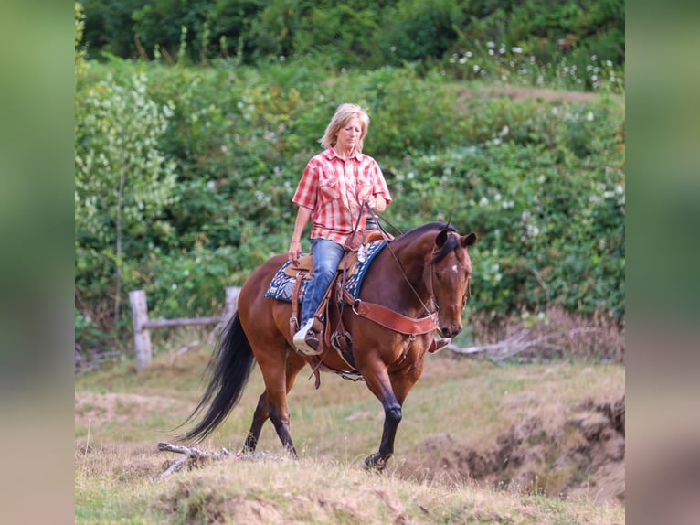 Quarter horse américain Hongre 7 Ans Bai cerise in Swisshome