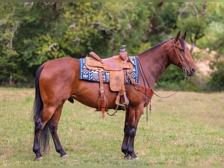 Quarter horse américain Hongre 7 Ans Bai cerise in Swisshome