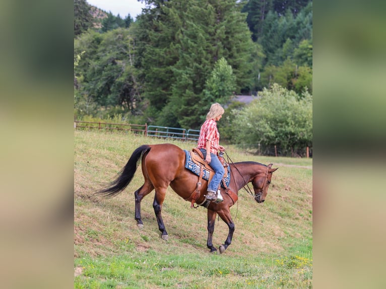 Quarter horse américain Hongre 7 Ans Bai cerise in Swisshome