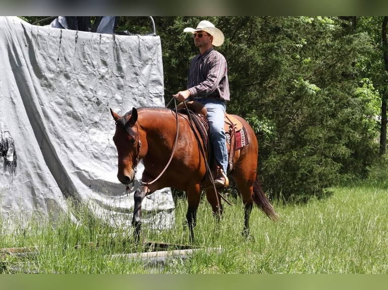 Quarter horse américain Hongre 7 Ans Bai cerise in Mt Vernon, MO