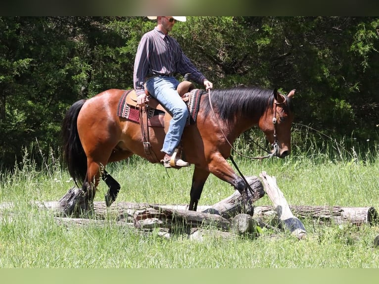 Quarter horse américain Hongre 7 Ans Bai cerise in Mt Vernon, MO