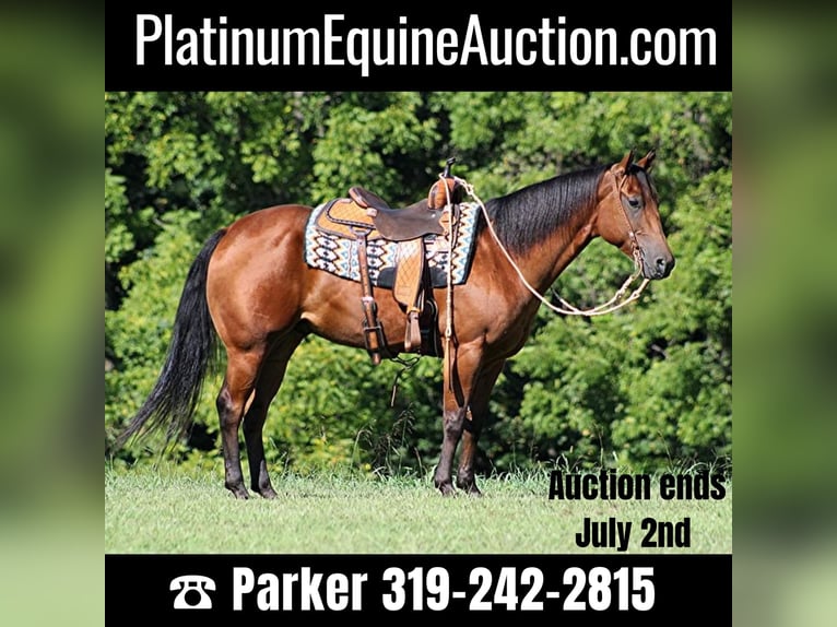 Quarter horse américain Hongre 7 Ans Bai cerise in Somerset KY