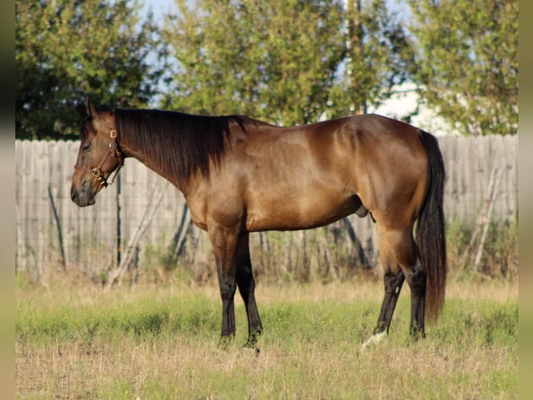 Quarter horse américain Hongre 7 Ans Bai cerise in Stephenville TX