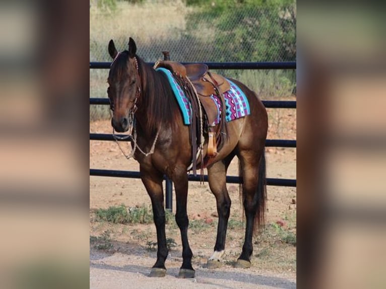 Quarter horse américain Hongre 7 Ans Bai cerise in Stephenville TX