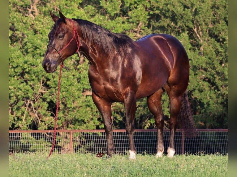 Quarter horse américain Hongre 7 Ans Bai cerise in jacksboro TX