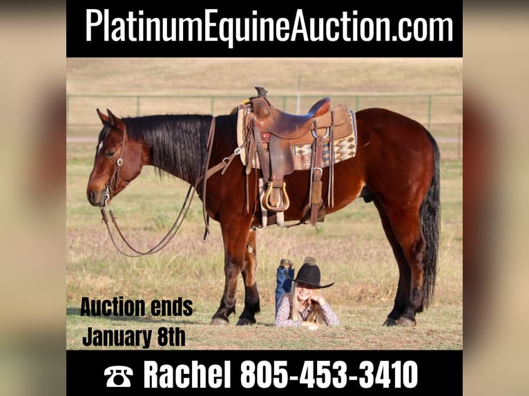 Quarter horse américain Hongre 7 Ans Bai cerise in Joshua TX