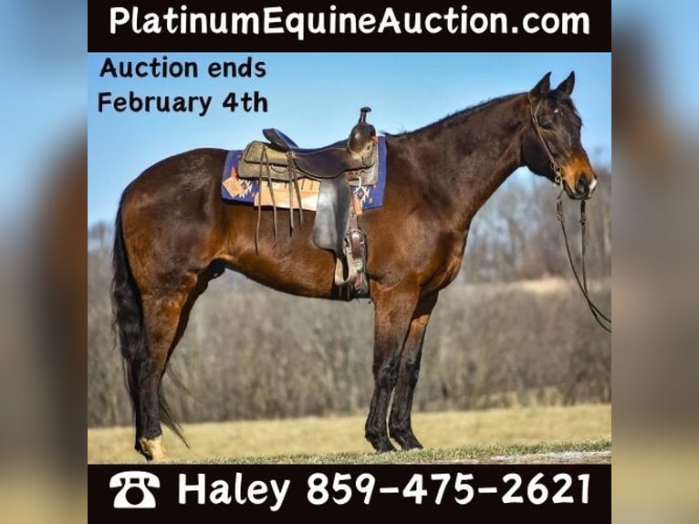 Quarter horse américain Hongre 7 Ans Bai cerise in Ewing KY