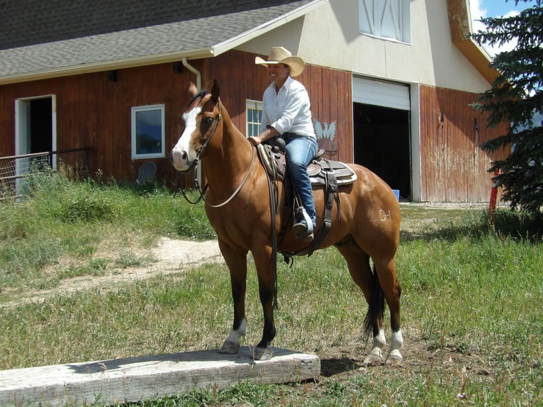 Quarter horse américain Hongre 7 Ans Bai cerise in OAKLEY, UT