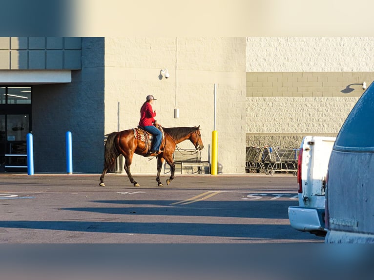 Quarter horse américain Hongre 7 Ans Bai cerise in Stephenville, TX