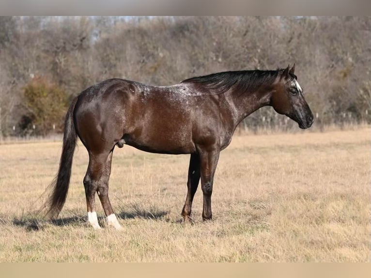 Quarter horse américain Hongre 7 Ans Bai cerise in Waco TX